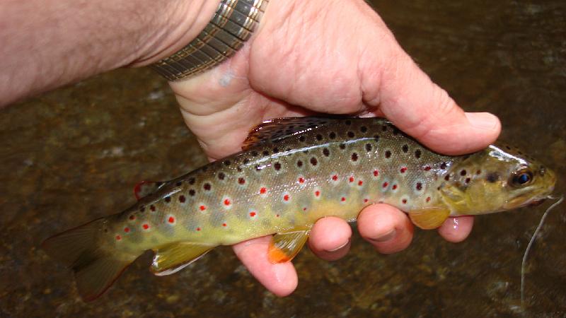 5-30 fish8.JPG